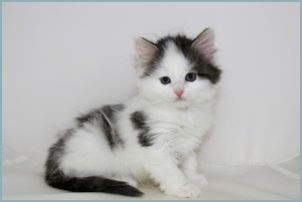 Female Siberian Kitten from Deedlebug Siberians